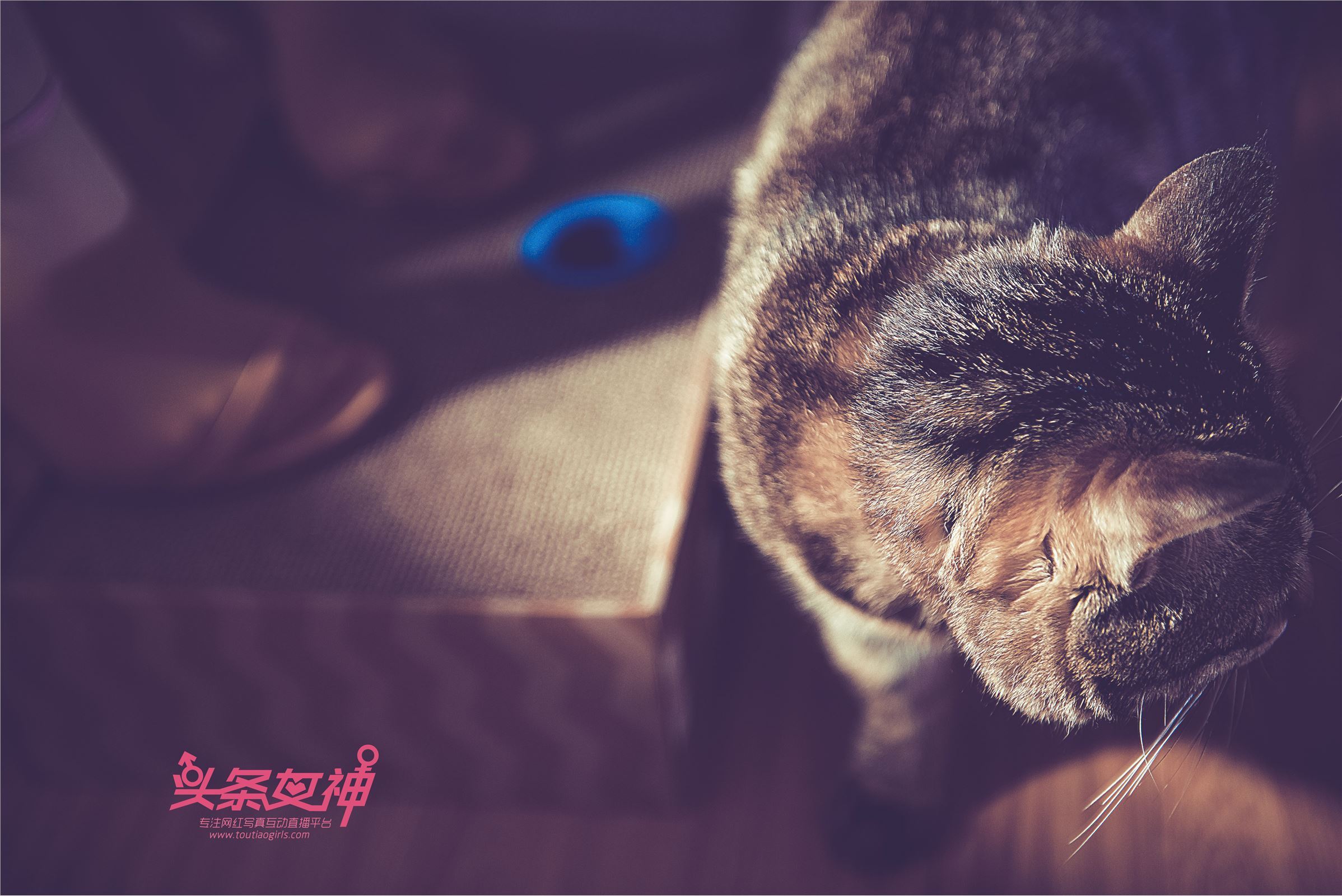 [TouTiao头条女神]2018.05.03 刘博启